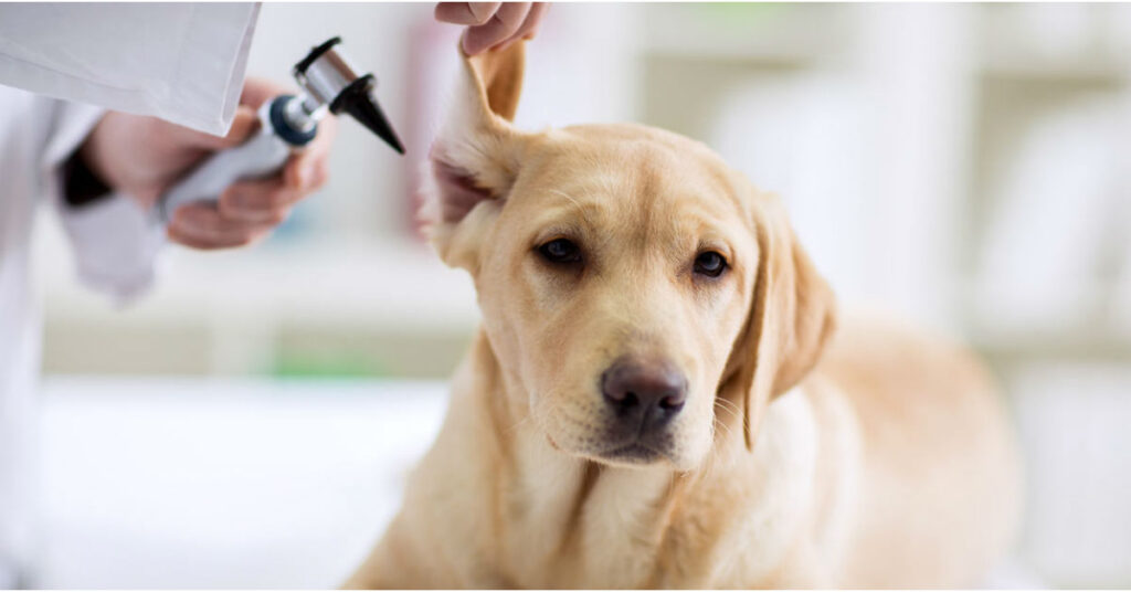 pulizie delle orecchi del Labrador